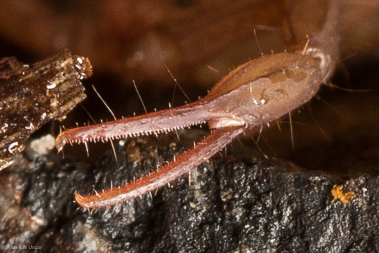 Sawfinger Scorpion