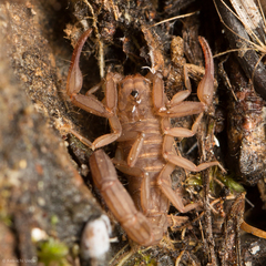 Serradigitus gertschi