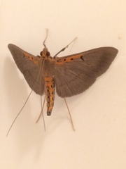 Filodes costivitralis