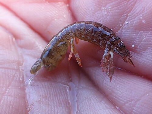 Gonodactylaceus falcatus observed 2026-07-12