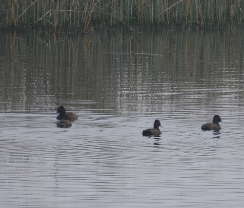 iNaturalist image