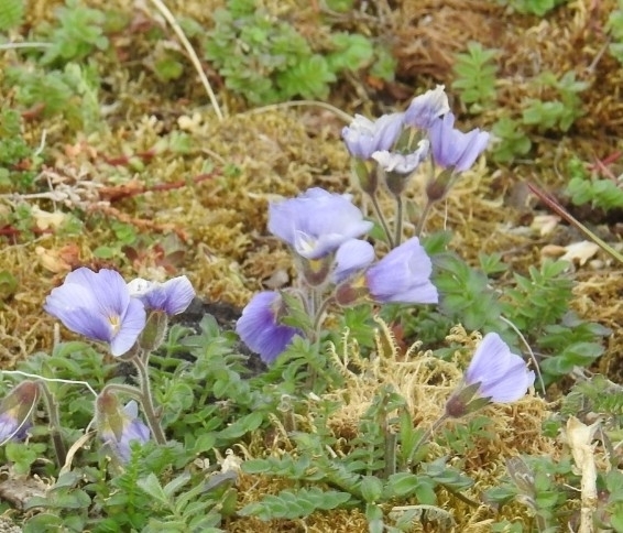 Polemonium boreale; photograph author not stated, no rights reserved