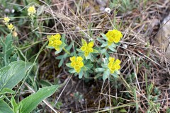 Euphorbia glareosa