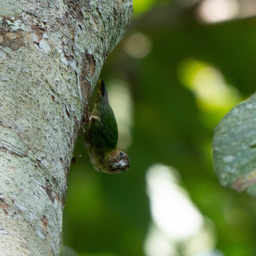 Micropsitta pusio observed 2026-06-14