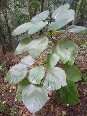 Urera baccifera