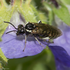 Filacus pluricinctus