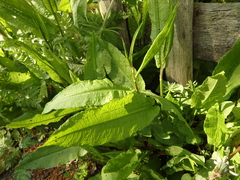 Rumex sanguineus viridis