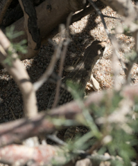 Dipsosaurus dorsalis dorsalis