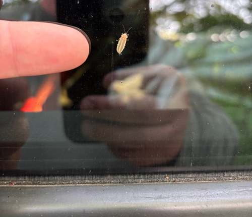 iNaturalist observation photo of Little Gray Firefly