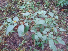 Solanum pseudocapsicum