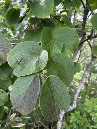 Viburnum furcatum, photograph 6