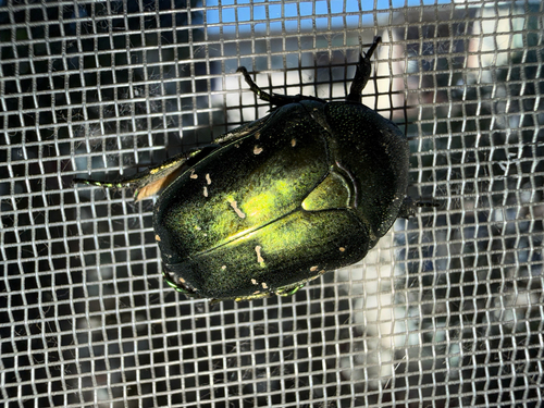 Protaetia mandschuriensis drumonti