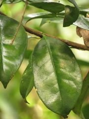 Suregada zanzibariensis