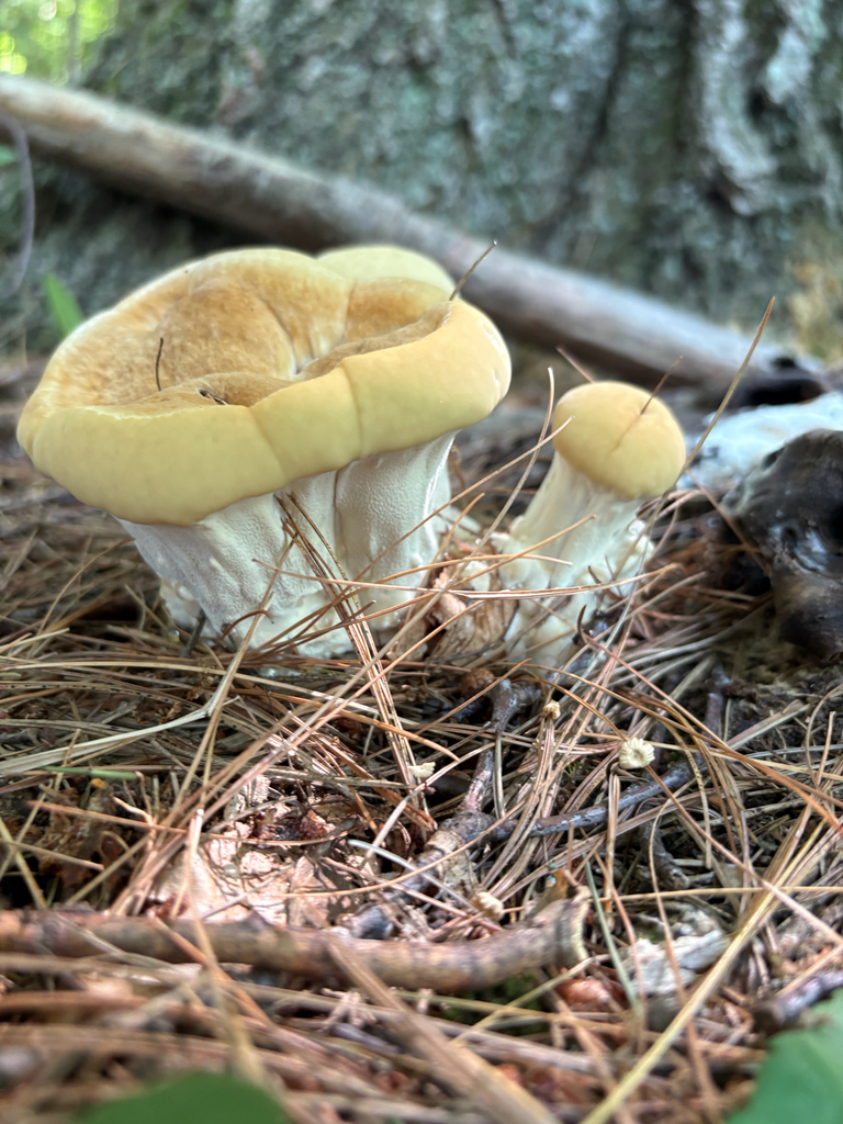 Berkeley's Polypore · July 2026 · photo: Photo: (c) delognut, some rights reserved (CC BY) · iNaturalist