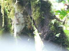 Anabacerthia variegaticeps