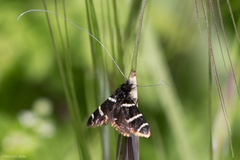 Adela trigrapha