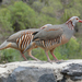 Barbary Partridge - Photo (c) Frits van der Meer from Utrecht, Nederland, some rights reserved (CC BY)