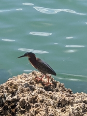 Butorides virescens image
