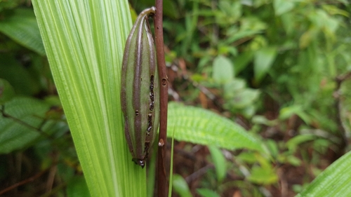 Eulophia nuda observed 2026-07-07