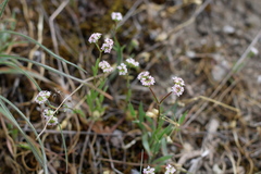 Valerianella pumila