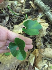 Hexastylis shuttleworthii