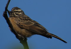 Emberiza tahapisi
