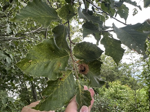 Japanese beech (Fagus crenata)
