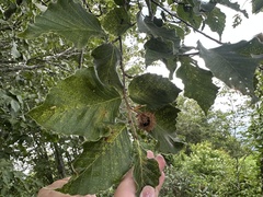 Fagus crenata, photograph (c) poyin, some rights reserved (CC BY)