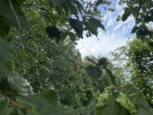 Fagus crenata, photograph 3