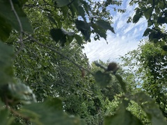 Fagus crenata, photograph (c) poyin, some rights reserved (CC BY)