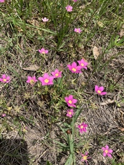 Sabatia campestris