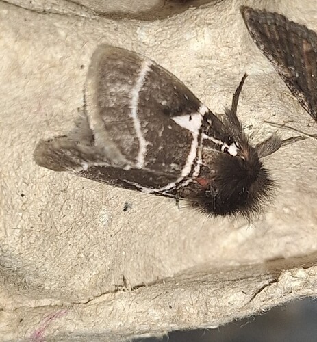Lederhosen Moth