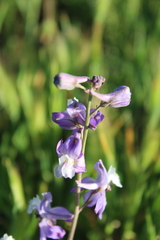 Delphinium recurvatum