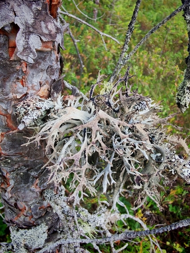 tree moss