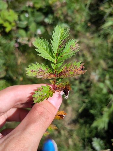 Diplocarpon earlianum, 2026-07-13