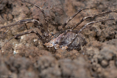 Protolophus