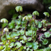 Asterella californica - Photo 由 Ken-ichi Ueda 所上傳的 (c) Ken-ichi Ueda，保留部份權利CC BY