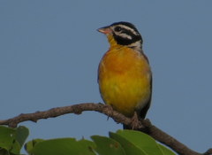 Emberiza flaviventris