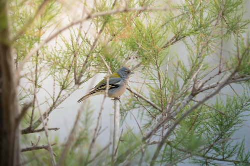 African Chaffinch