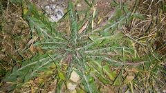 Taraxacum officinale