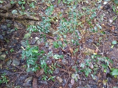 Blepharocalyx salicifolius