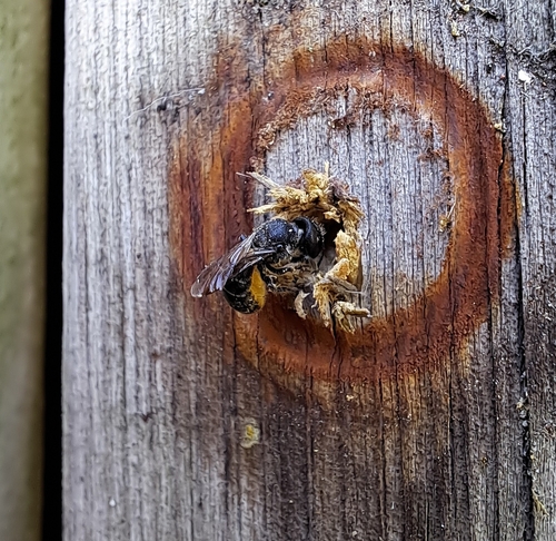 Large-headed Armoured-Resin bee, Werkendam, J.v. Randwijklaan, 4251 VT Werkendam, Netherlands, photo 10 of 10