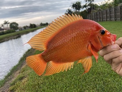 Amphilophus citrinellus