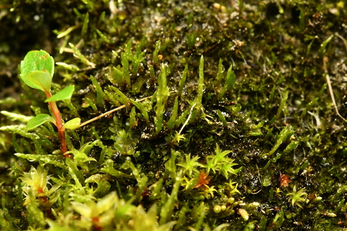 Anomobryum concinnatum observed 2026-07-11