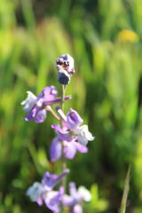 Delphinium recurvatum