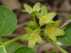 Matelea edwardsensis, photograph (c) Turner Brockman, some rights reserved (CC BY-SA)