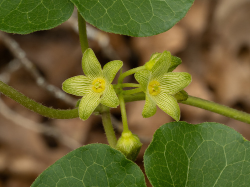 Matelea edwardsensis, photograph 4