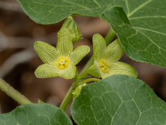 Matelea edwardsensis, photograph (c) Turner Brockman, some rights reserved (CC BY-SA)