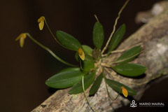 Image of Specklinia corniculata
