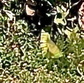 Psittacara erythrogenys